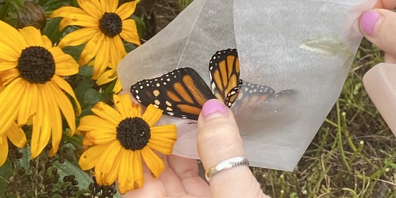 butterfly