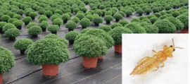 A Garden Thrip