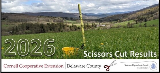 Scissor Cuts 