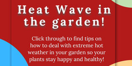 Extreme Heat Alert: How to protect your lawn and landscape