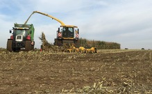 Corn Silage Harvest