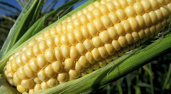 Corn
