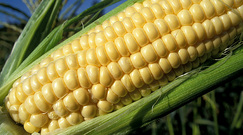 Corn