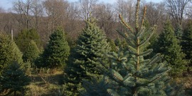 Christmas Trees by Seth Werkheiser

License at https://creativecommons.org/licenses/by-sa/2.0/