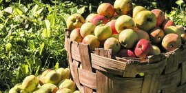 Pick Your Own Apples