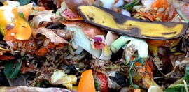 food waste / compost