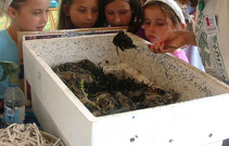 Master composter volunteer (right) shows contents of worm composting bin to Nathalie Smallidge, Stephanie Terwilliger, Annie Seichepin & Adelaide Smallidge at Farm City Day 2005