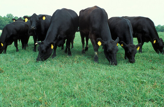 grazing cows