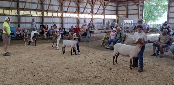 Sheep Show
