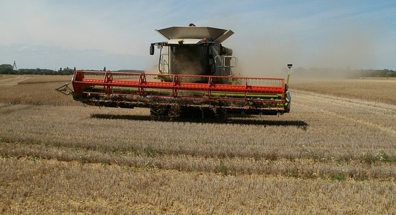 Harvesting Wheat
