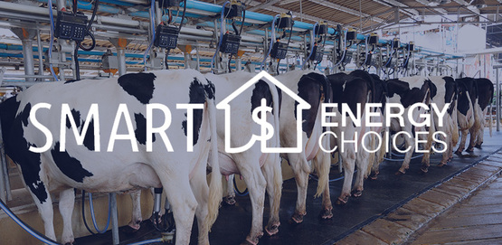 dairy cows being milked electronically