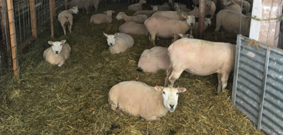 Sheep
