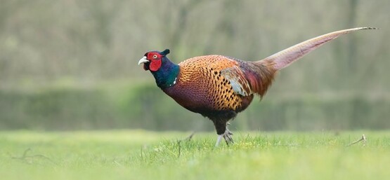 Pheasants