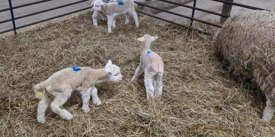 Baby Sheep