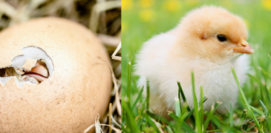 Embryo to Chick