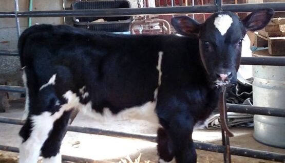 Calf