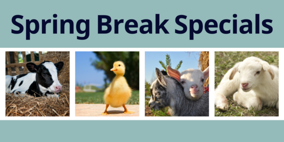 Spring Break Specials 24