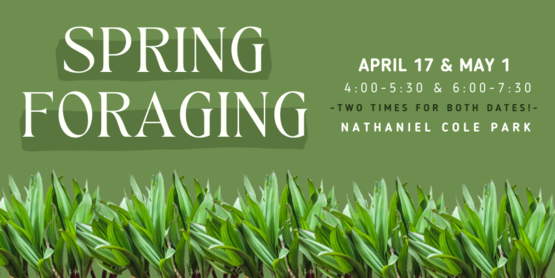 spring foraging 2024 (updated)