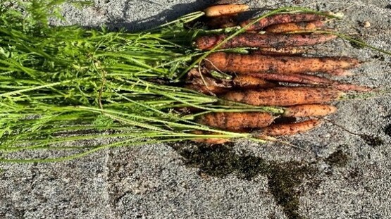 Carrots