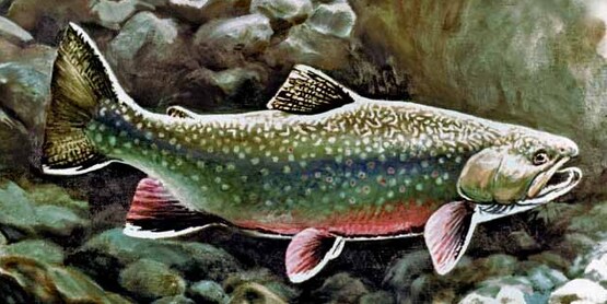 Cover image for the NYS Dept. of Health publication, "Health Advice on Eating Sport Fish and Game Fish" online at: http://www.health.ny.gov/publications/2800.pdf