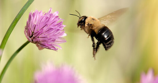 bumble bee with purple clover