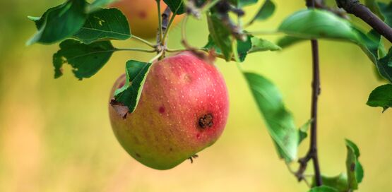 Virtual IPM Scout Training to Take Place April 15 – register now
