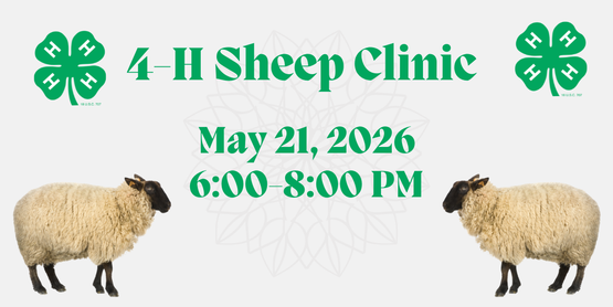 4-H Sheep