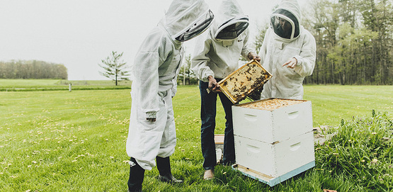 Members of the Cornell Dyce Lab wearing beekeeping gear, working with a hive in a field
