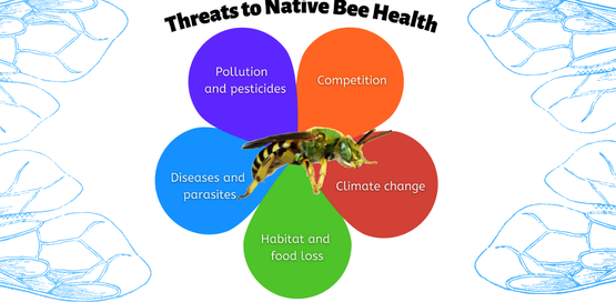 Graphic of a flower with threats to native pollinators written on each petal including pollution and pesticides, diseases and parasites, habitat and food loss, climate change, and competition   