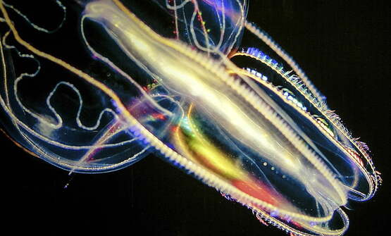 deep sea animal jellyfish SEMC