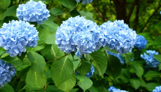 blue hydrangeas