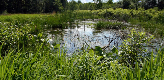 pond and vegetation