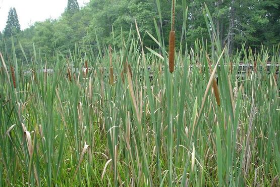 Cattail plants