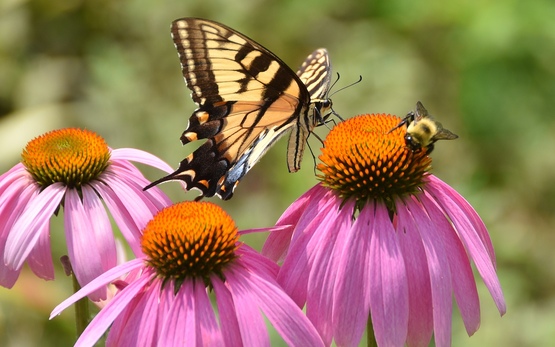 Pollinator photo