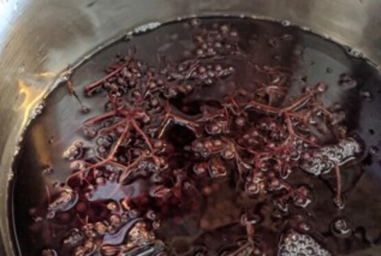 Elderberries being used for natural dyeing.