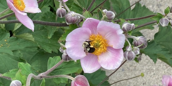 Pollinator-friendly flowers