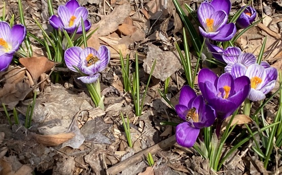 Pollinator friendly flowers