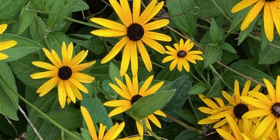 Pollinator-friendly flowers