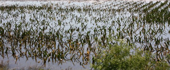 Quincy, IL, June 20, 2008 -- Fields of corn are flooded and crops may be ruined for the year by the flooding waters of the Mississippi River in southern Illinois. 