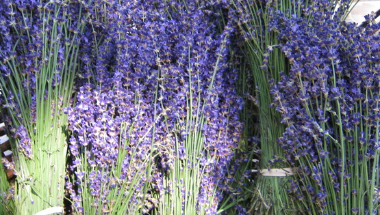 bunches of dried lavender for sale at an NYC farmers' market