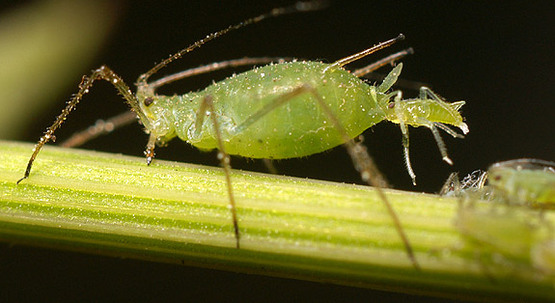 aphid