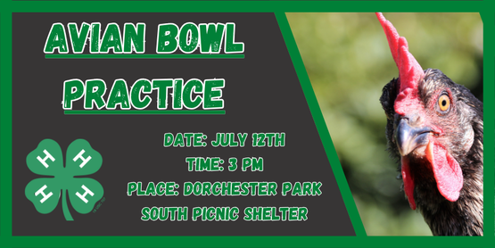 This practice is in preparation for 4-H Avian Bowl-- a science-based trivia game event, where competitors try to be the first to buzz in to answer questions related to poultry.