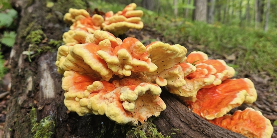 A mushroom on a log.