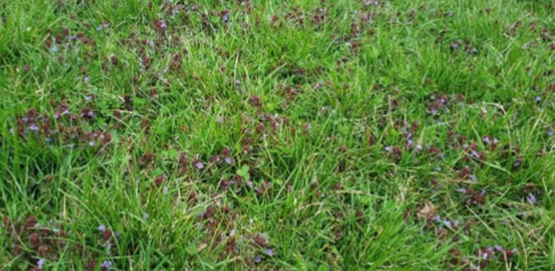 close up image of a lawn with weeds