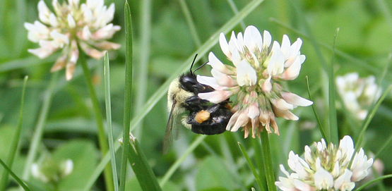 Carpenter bees on flowers