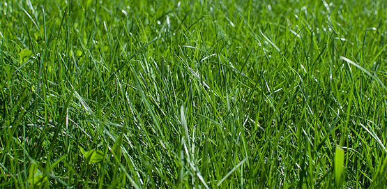 Cool Season grasses and broadleaf weeds in a closeup of a lawn
