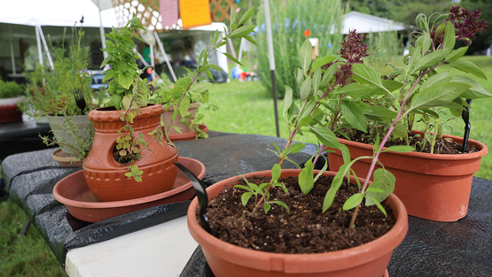 A collection of potted plants on a tabletop.
