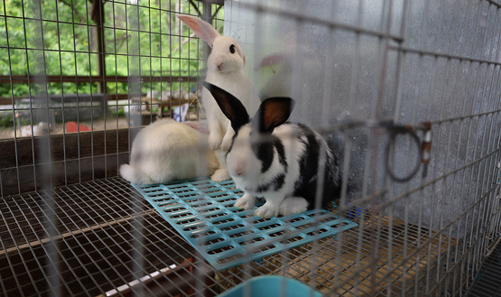 Three rabbits sitting together in a pen.