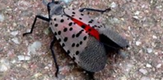 Spotted Lanternfly is easy to identify.