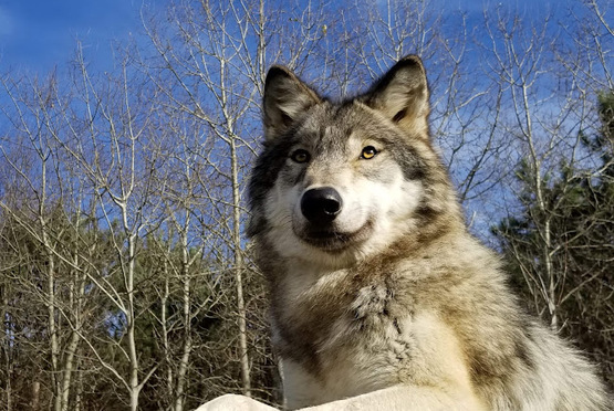 Wolf